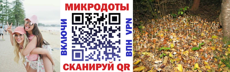 Галлюциногенные грибы Psilocybine cubensis Петровск-Забайкальский